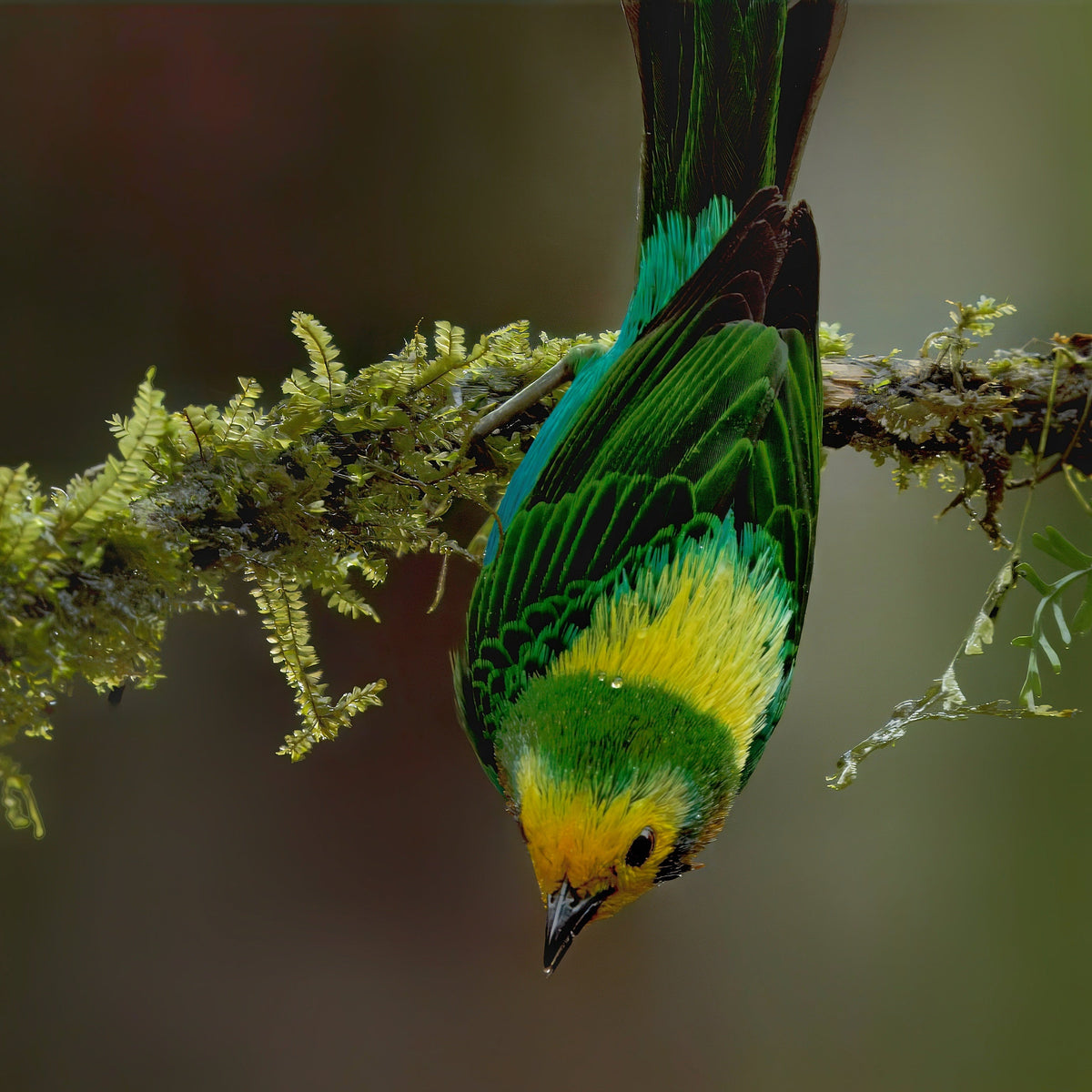 Bird Photography Day Trips From Cali: Where to Get the Shot!