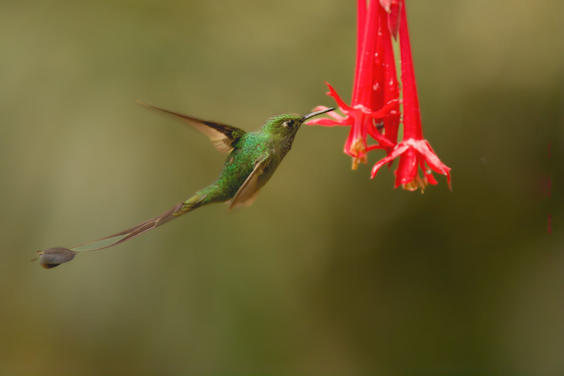 Top 7 Colombia Hummingbird Photography Spots You Must Visit