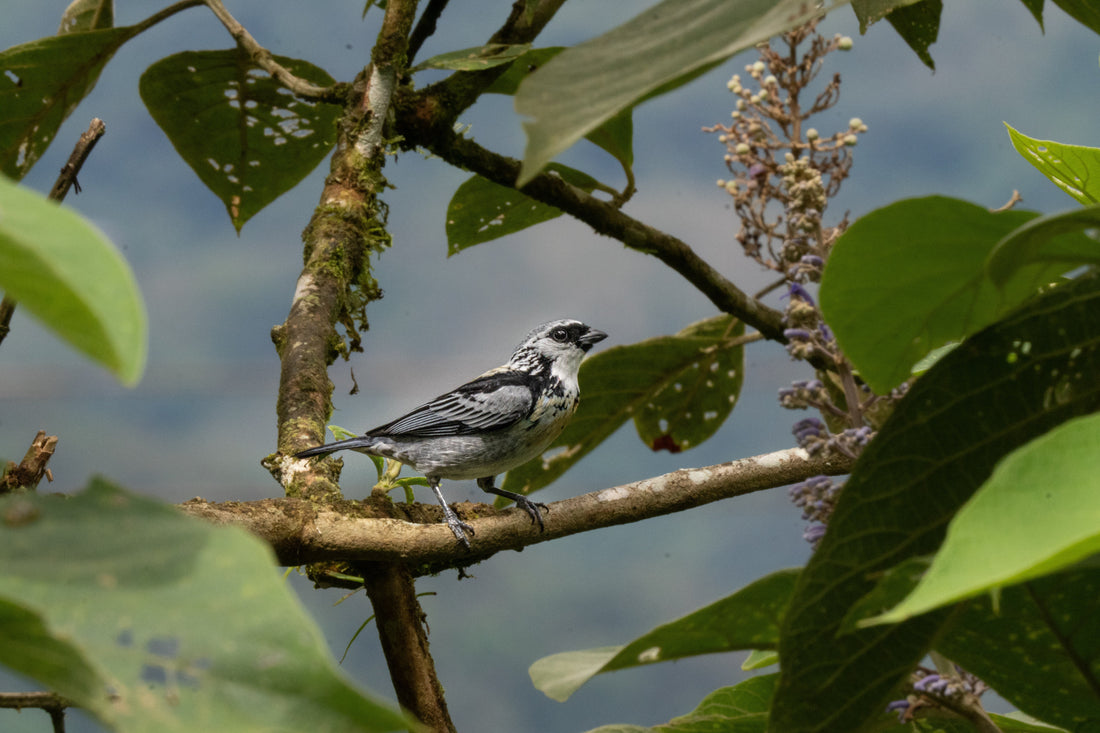 Doña Dora Birding: The Iconic Birds of the Anchicayá Canyon