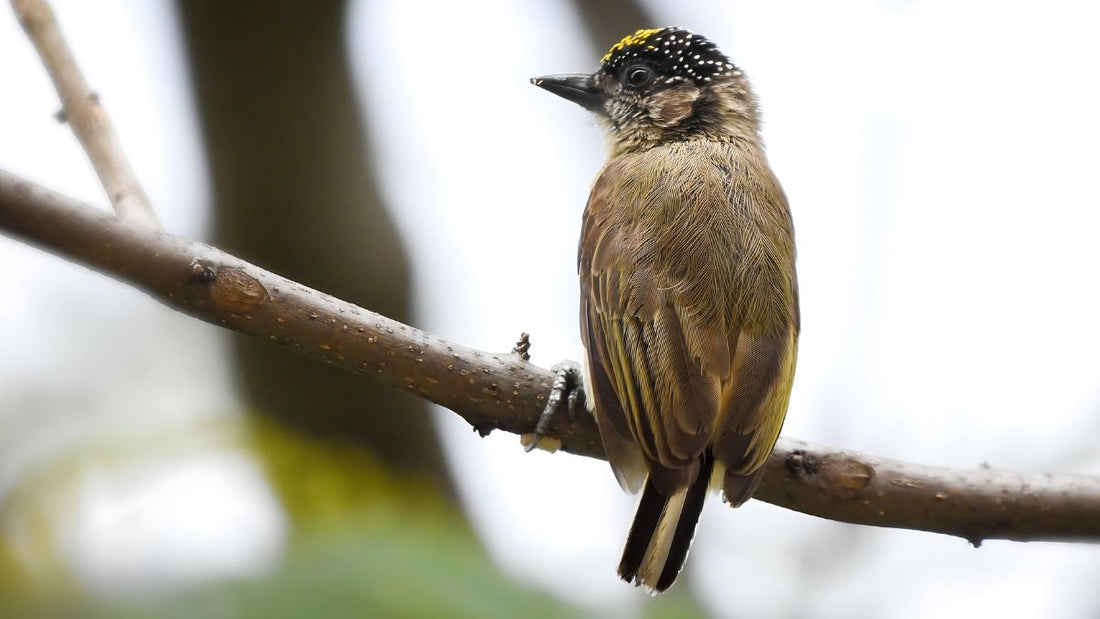 Valle del Cauca vs. Mindo: Which Should You Choose for Your First Tanager-and-Hummingbird Trip?