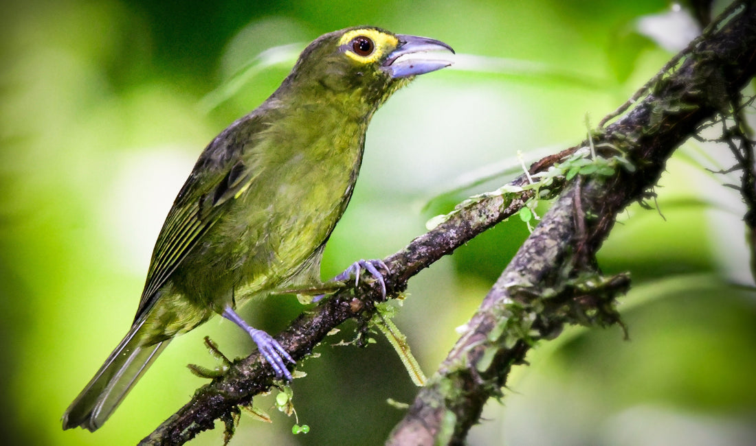 San Cipriano Birding Tour: Chocó Rainforest Birds, Antbirds and the Elusive Sapayoa