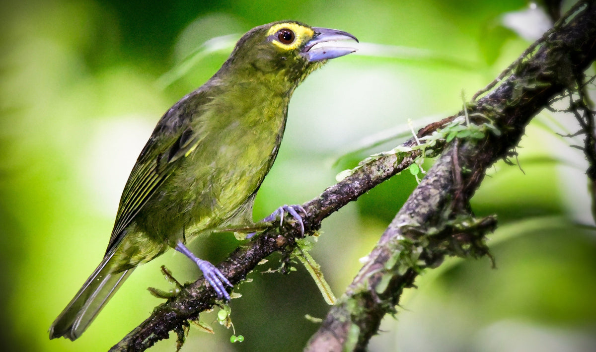 San Cipriano Birding Tour: Chocó Rainforest Birds, Antbirds and the Elusive Sapayoa