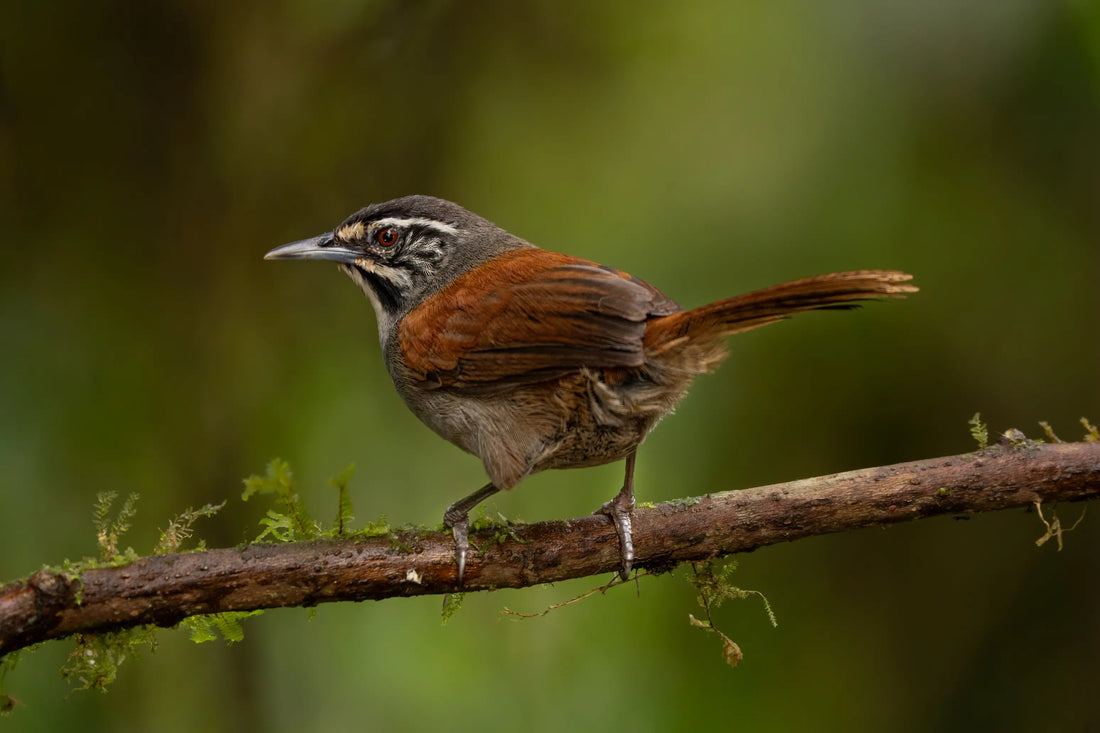 Birding the Feeding Stations at Yotoco Lodge | Birdwatching Near Cali, Colombia