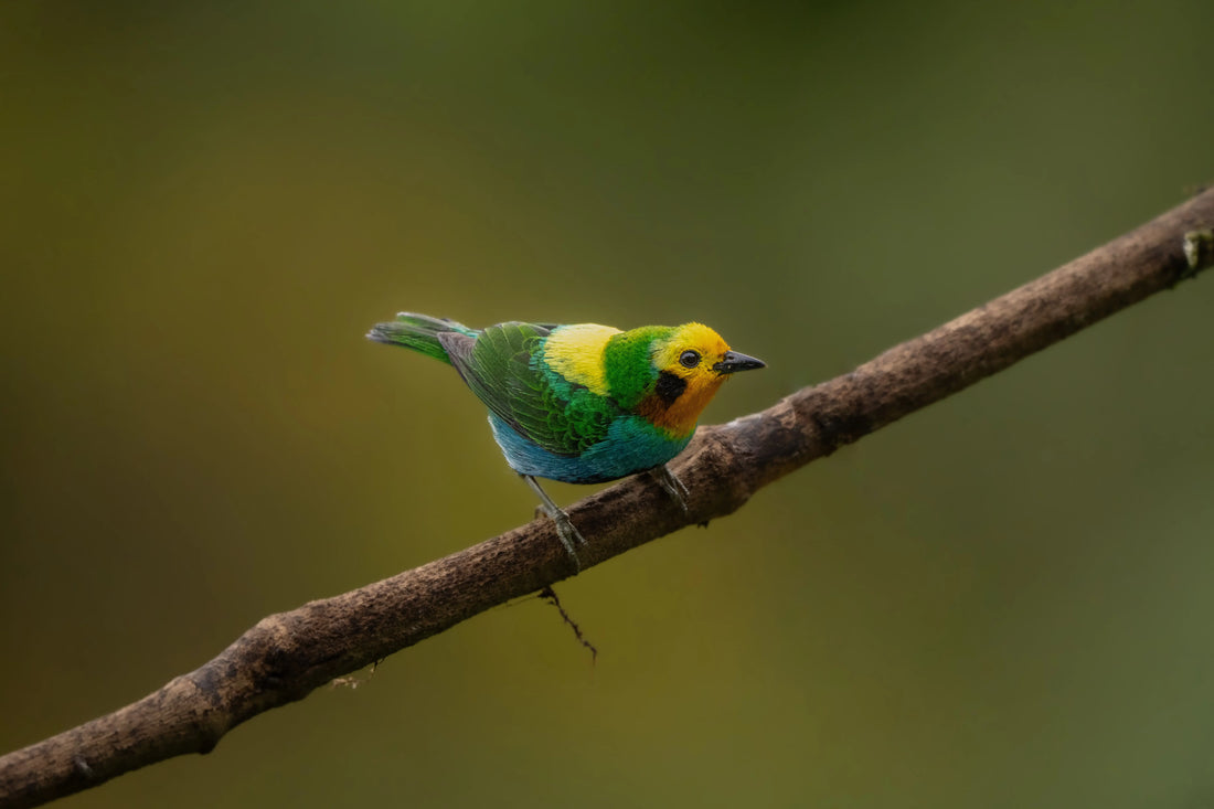 The Multicolored Tanager:  Colombia's Most Important Endemic Bird — and Why Yotoco Lodge  is the Perfect Place to stay to See It
