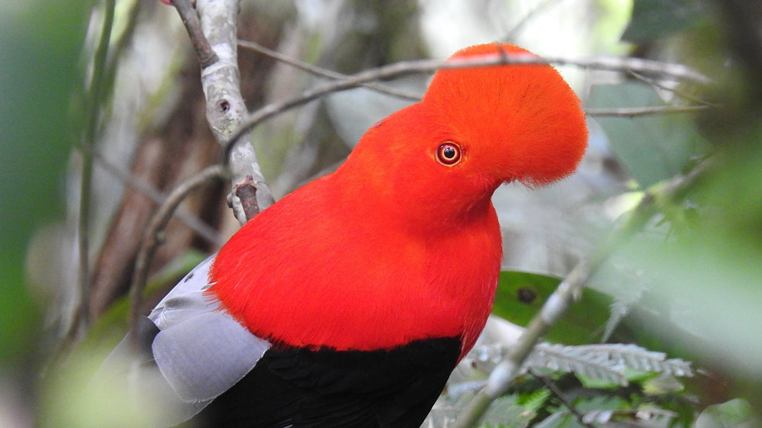 The Andean Cock-of-the-Rock: How to See South America's Most Flamboyant Bird Near Cali
