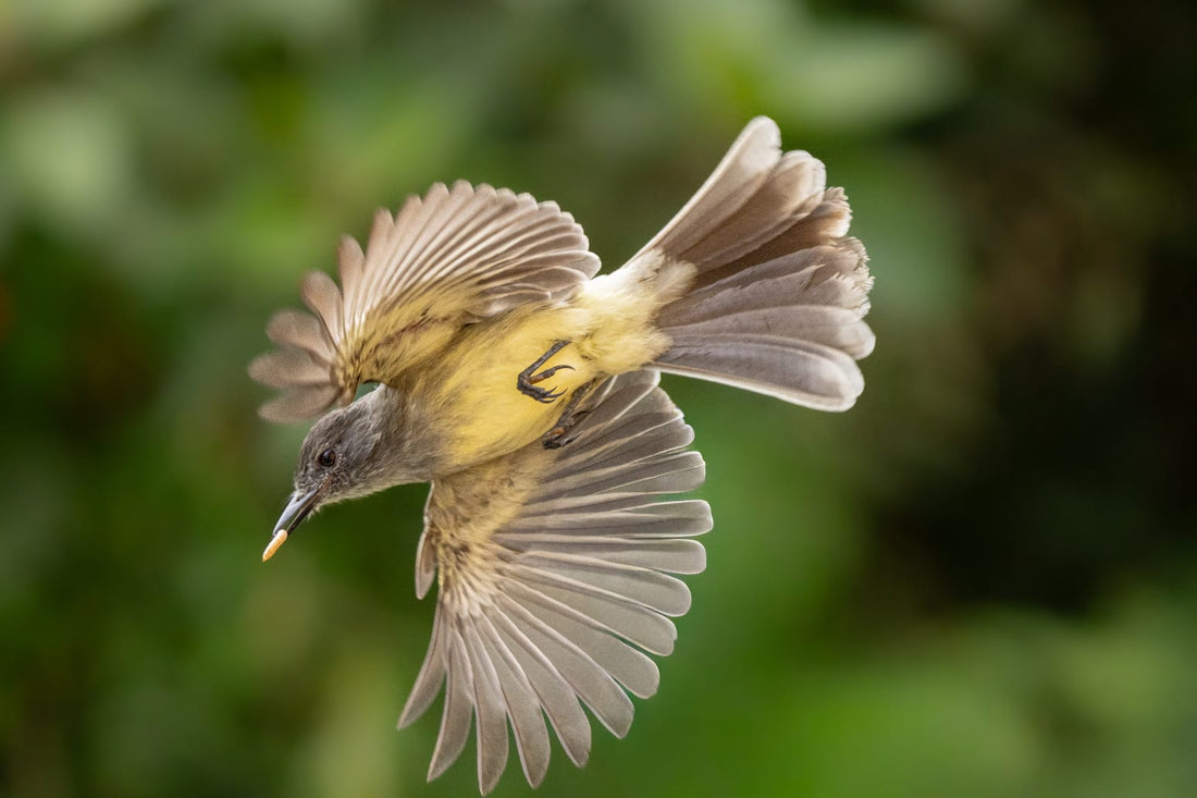 Meet Caleño: The Apical Flycatcher That Feeds From the Hand at Yotoco Lodge