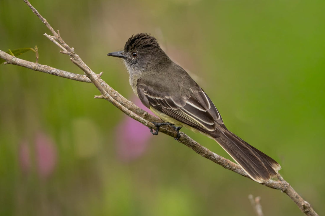 The Apical Flycatcher:  Colombia's Most Underrated Endemic