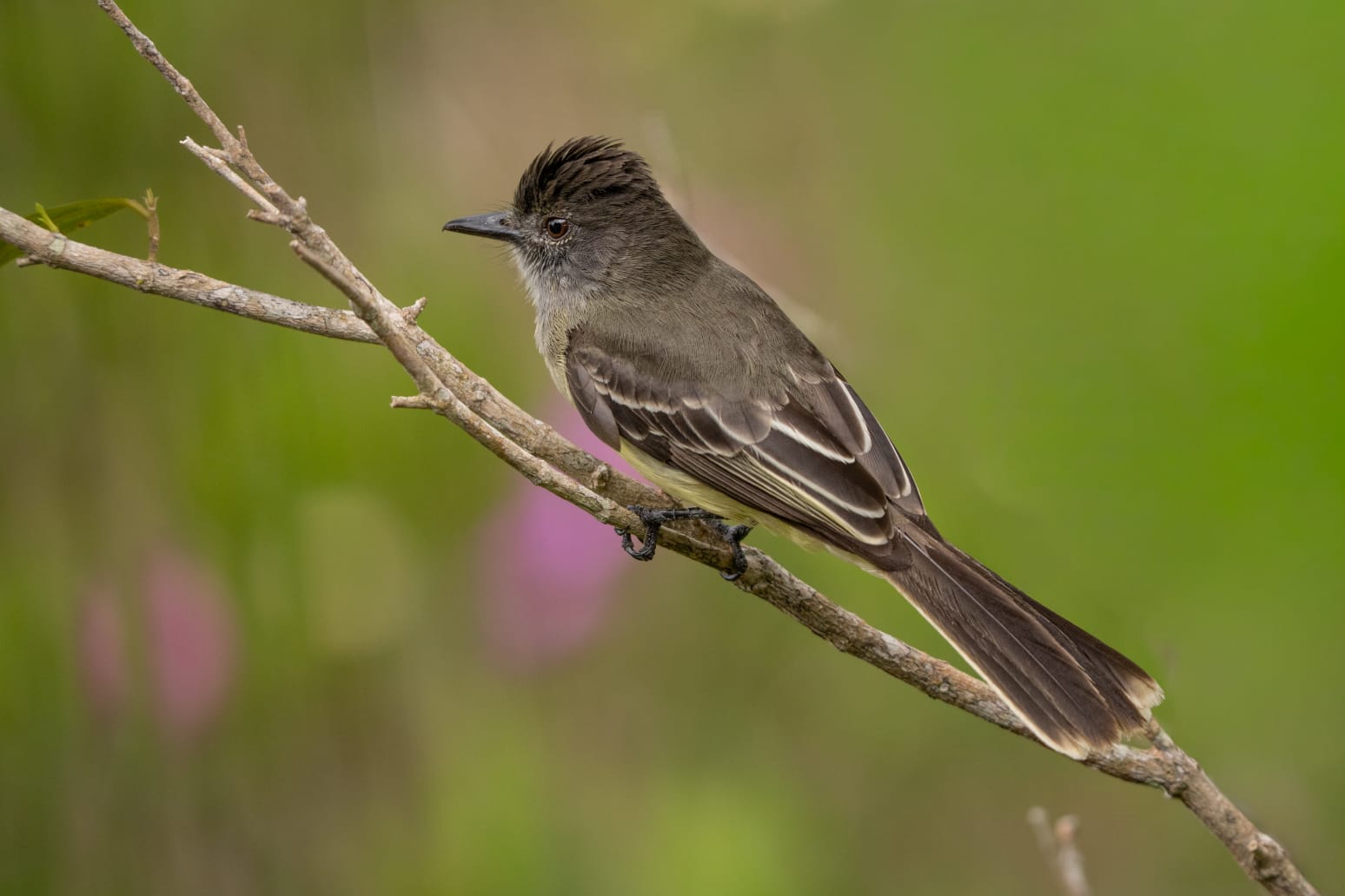 The Apical Flycatcher:  Colombia's Most Underrated Endemic