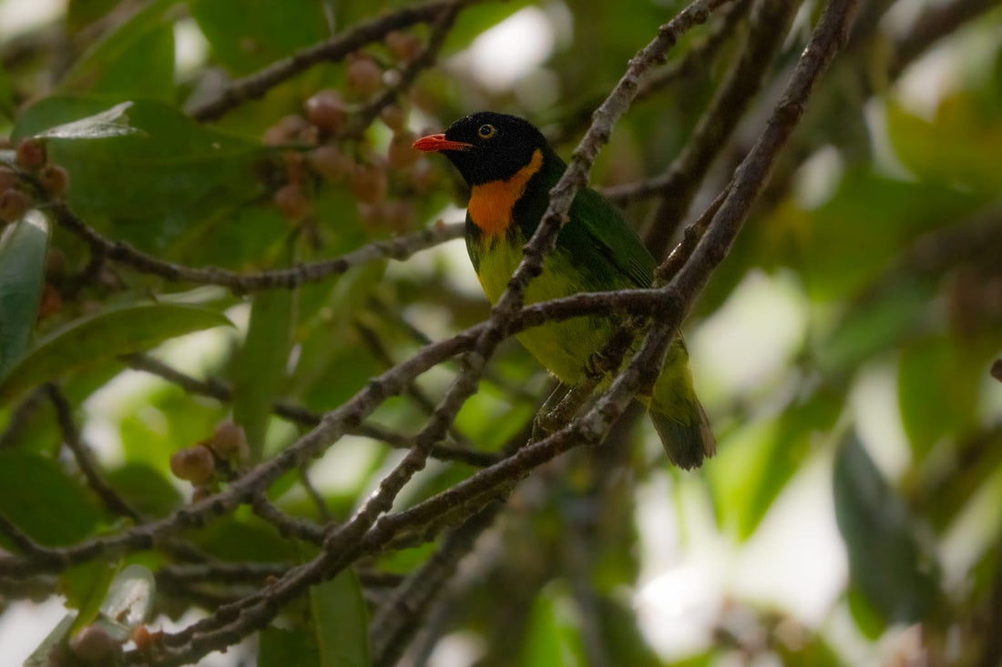 Chocó Endemics You Can See From Cali: A Birder's Guide to the Pacific Slope