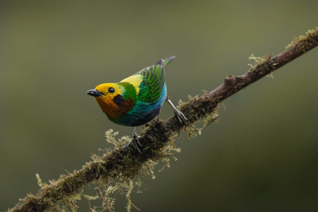 The Multicolored Tanager: Colombia's Living Jewel and How to See It Near Cali
