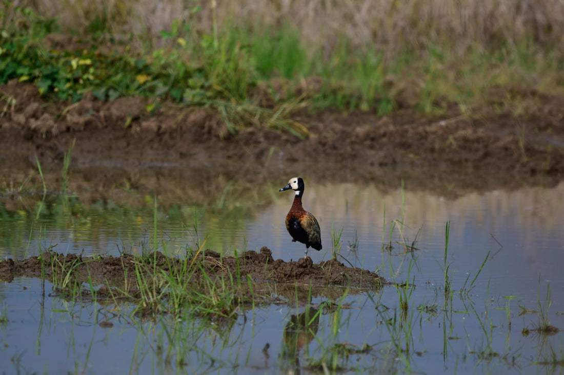 Laguna de Sonso: The Valle del Cauca's Great Wetland for Birders
