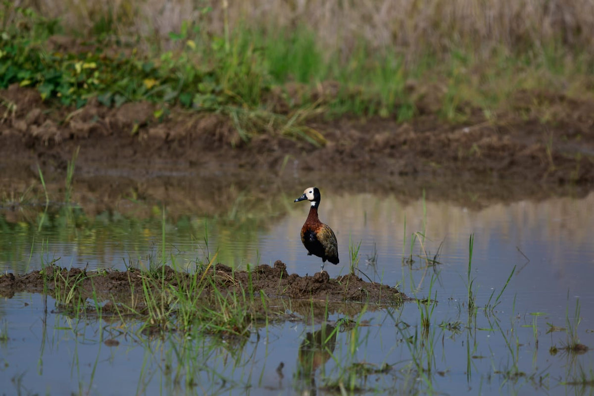 Laguna de Sonso: The Valle del Cauca's Great Wetland for Birders