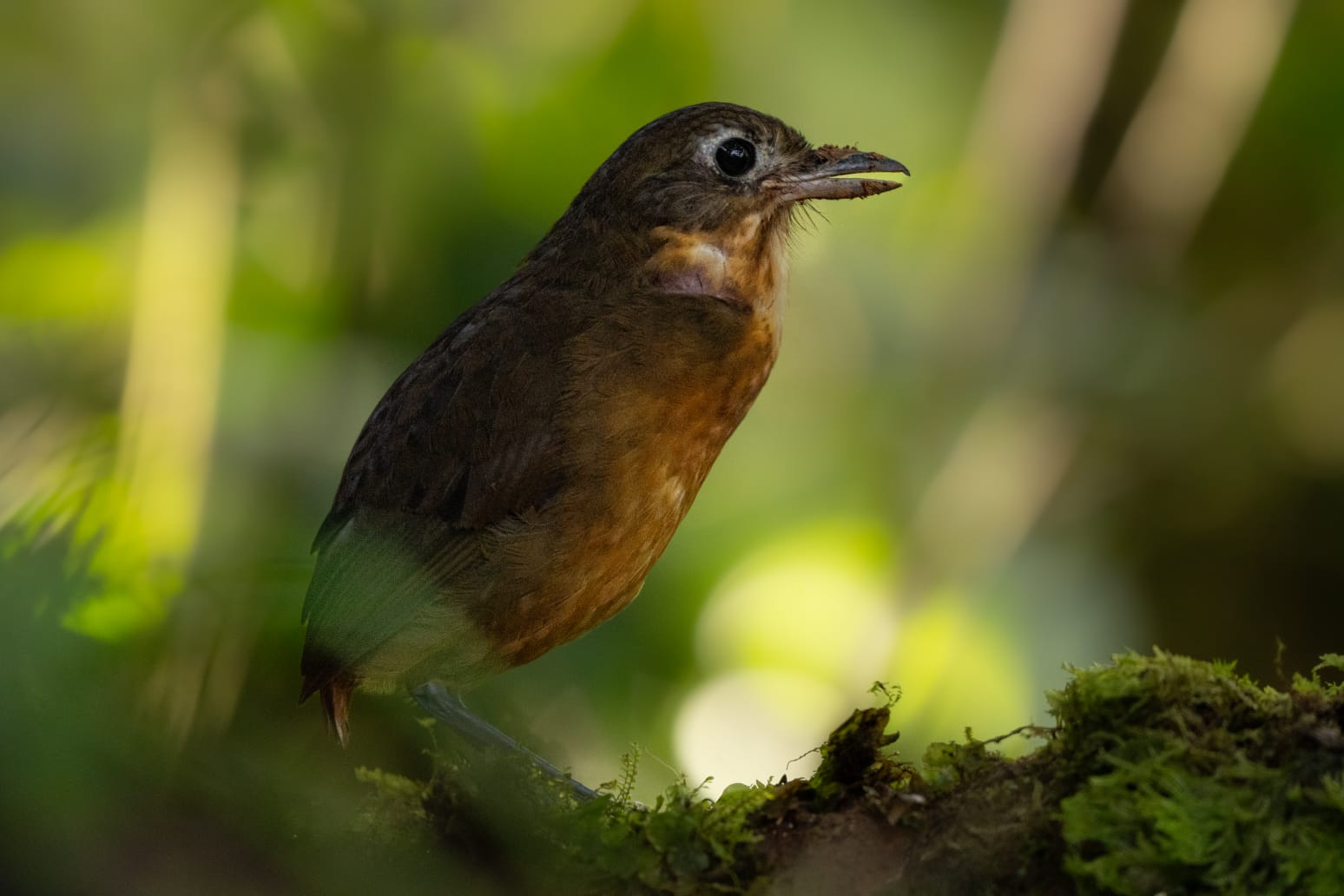 Meet Dorita: A New Plain-backed Antpitta Now Coming to the Feeder at Doña Dora