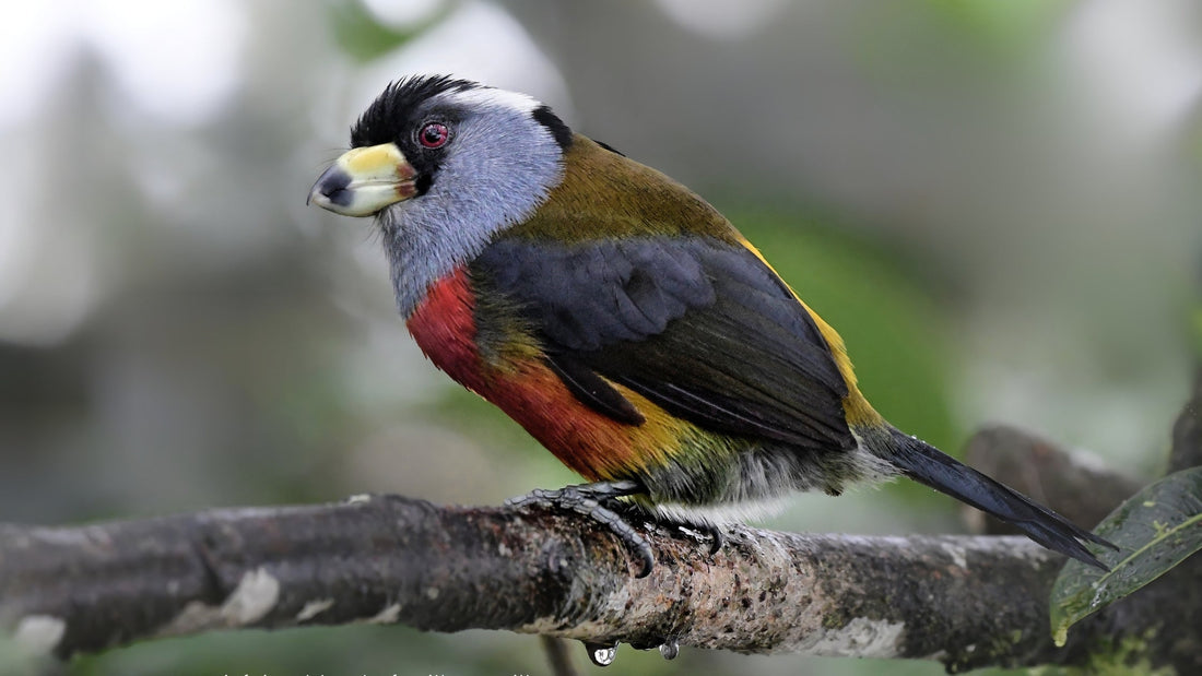 Cloud Forest Reserve & Western Andes Birding: The Complete Guide to the Best Birding Lodges.